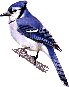 Blue Jay