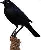 Brewer's blackbird