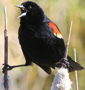 Red-Wing- Blackbird