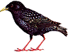 starling