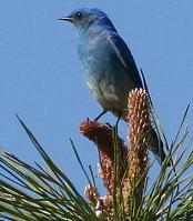 Bluebird in tree
