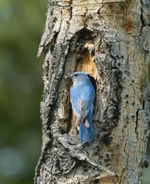 bluebird picture