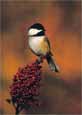 Chickadee pictures