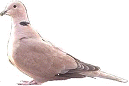 ringed turtle dove