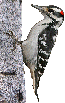hairy woodpecker