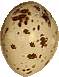 Kingbird egg
