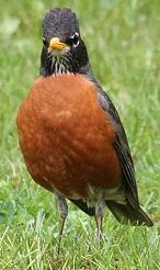 American Robin male