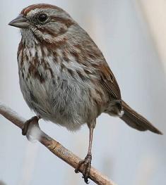 Song sparrow