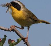 Common-Yellowthroat warbler