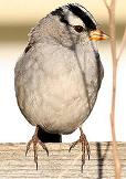 White-Crowned sparrow