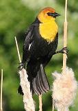 Yellow-head blackbird