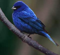 blue indigo bird