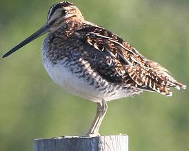 wilsons snipe