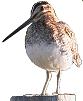 wilsons snipe