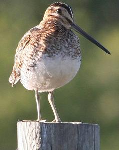 wilsons snipe